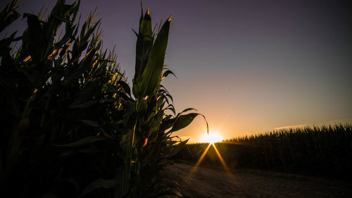 Close-up of fresh plants in field against sunset sky