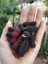 Close-up of hand holding strawberry