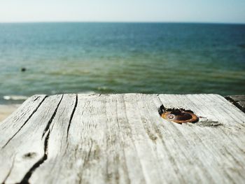 Close-up of crab on wood by sea against sky