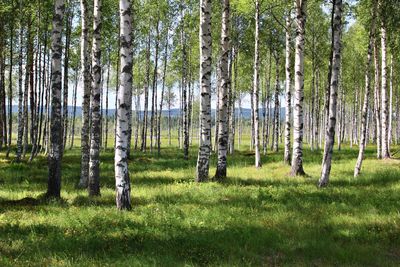 Trees in forest