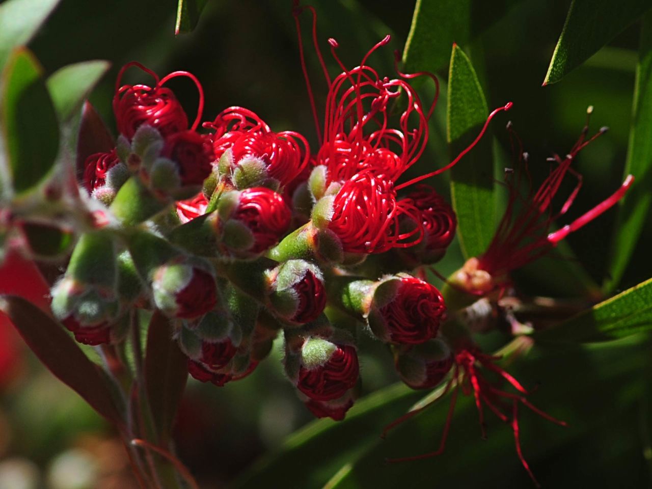 CLOSE-UP OF RED BERRIES