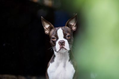 Close-up portrait of a dog