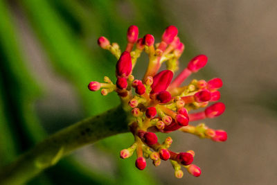 Close-up of red flowers