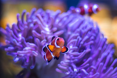 Close-up of honey bee on purple flower