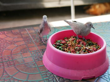 High angle view of bird in nest