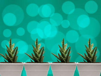 Close-up of potted plant against blue sky