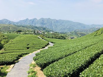 Scenic view of agricultural field