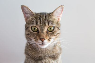 Close-up portrait of cat against white background