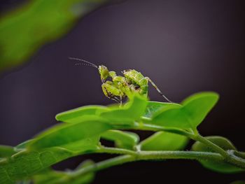 Close-up of insect on leaf