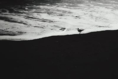 Swan on shore at beach