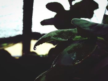 Close-up of silhouette lizard