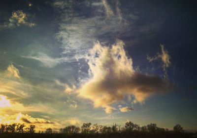 Low angle view of trees against sky