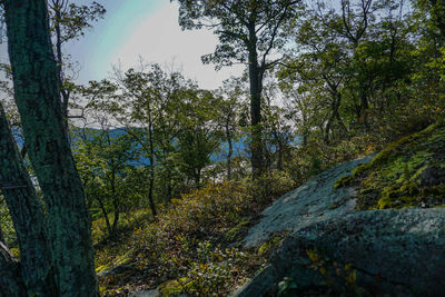 Trees in forest against sky