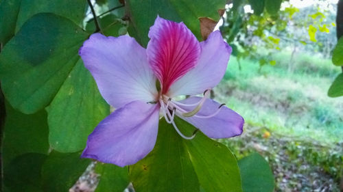 Close-up of pink flower