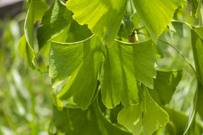 Ginko biloba tree leaves close-up, traditional medicine