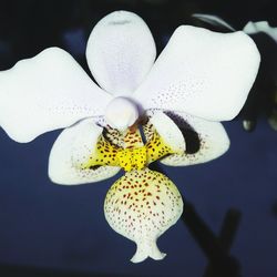 Close-up of flower against blurred background