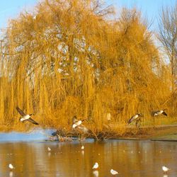 Birds in calm lake