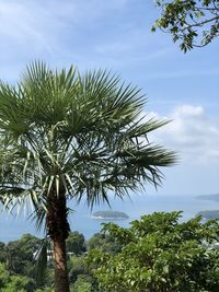 Low angle view of coconut palm tree against sky