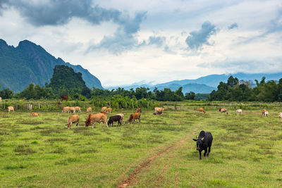 Horses in a field