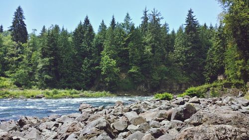 Stream in forest