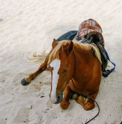 High angle view of a horse on sand