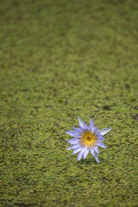 High angle view of purple flowering plant on field