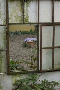 Potted plants on window of abandoned building