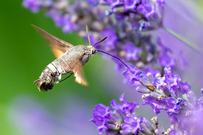 Close-up of butterfly pollinating on purple flower