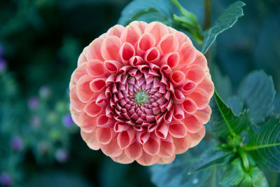 Close-up of pink dahlia flower in park