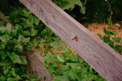 High angle view of insect on wood