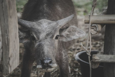 Close-up portrait of a buffalo 