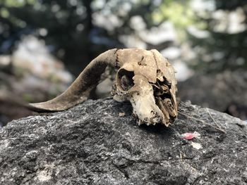 Close-up of animal skull