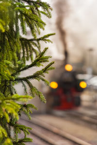 Close-up of tree against blurred background