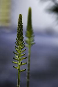 Close-up of green plant in lake