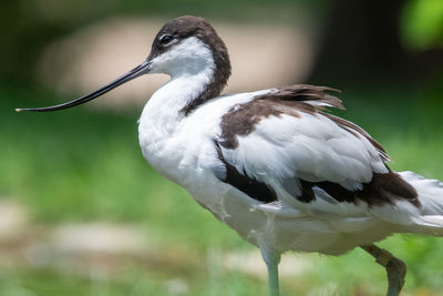 Close-up of bird perching