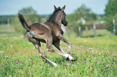 Close-up of foal on field