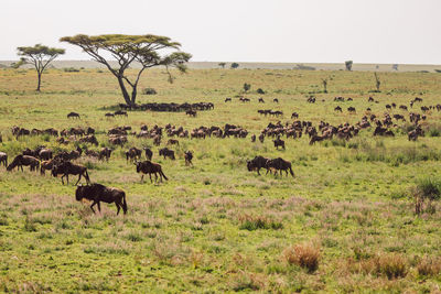 Wildebeest migration