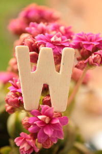 Close-up of pink flowers