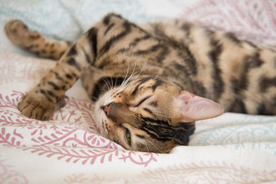 Close-up of cat sleeping on bed