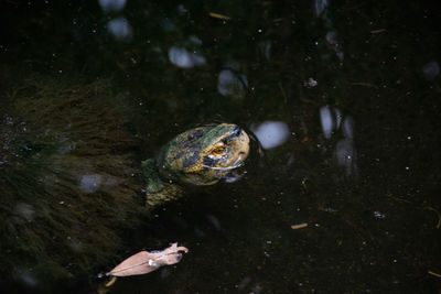 High angle view of turtle in water