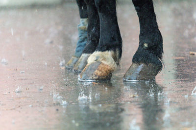 Low section of people standing on wet puddle