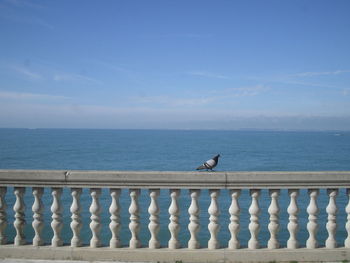 Pigeon perching on railing against sea during sunny day