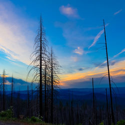 Low angle view of trees on landscape against sky