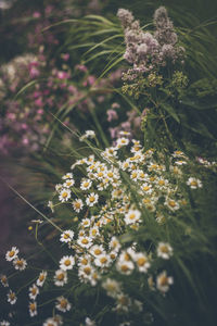 Close-up of white flowering plants on field