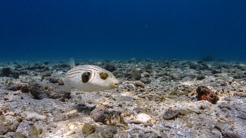 Puffer fish at pagkilatan