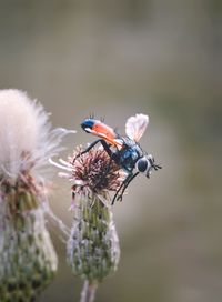 Close-up of insect on purple flower