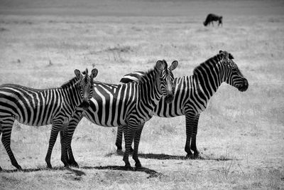 Zebras standing on field