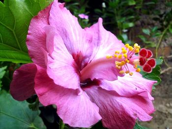 Close-up of pink rose flower