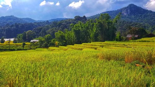 Scenic view of field against sky