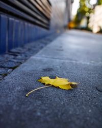 Close-up of yellow maple leaf on footpath